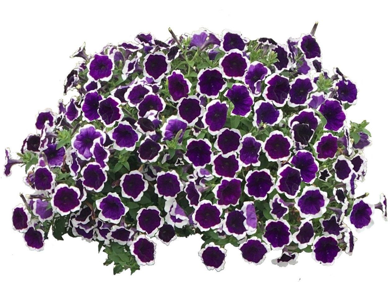 Petunia Mix Hanging Basket Flowers for sale in Lebanon PA