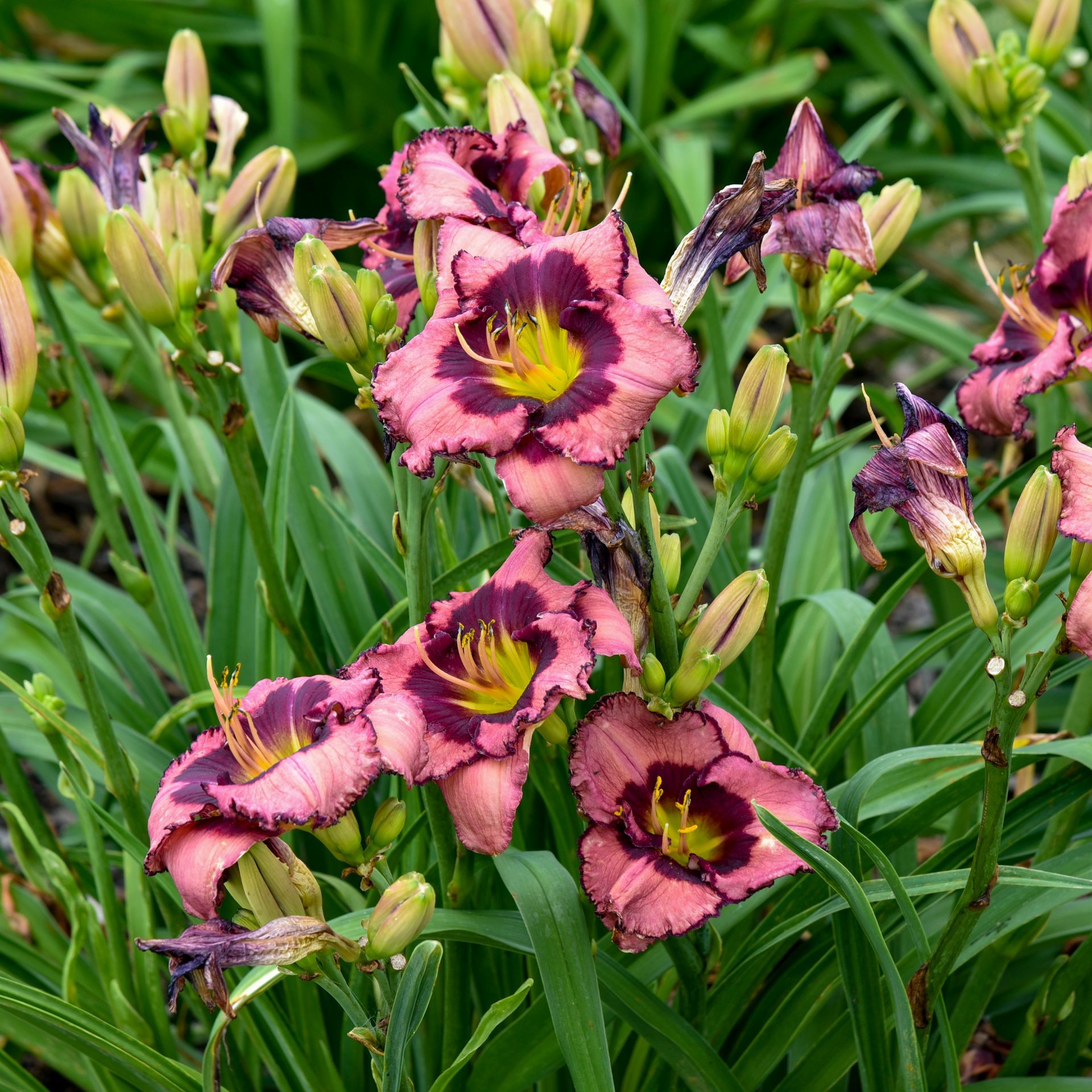 Hemerocallis Be Fruitful & Multiply Daylily perennial for sale in Lebanon