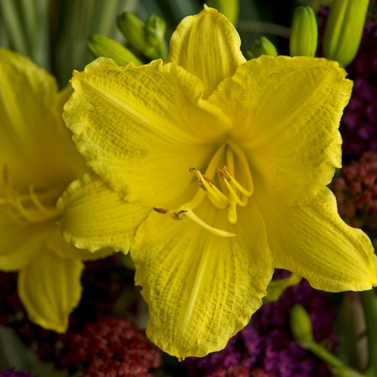 Hemerocallis Happy Returns Daylily perennial for sale in Lebanon