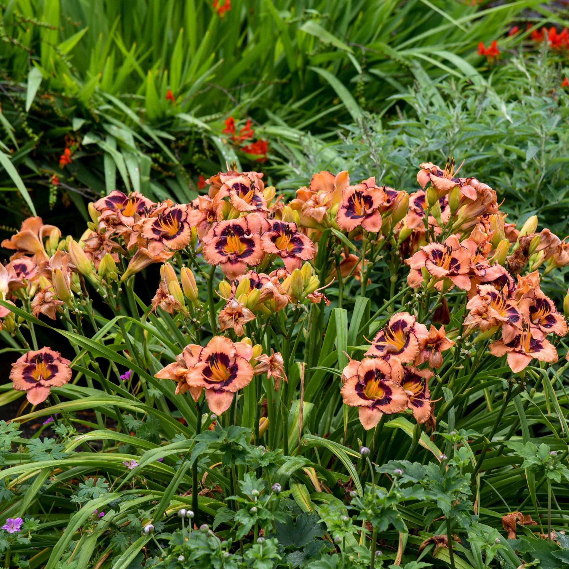 Hemerocallis Hungry Eyes Daylily perennial for sale in Lebanon