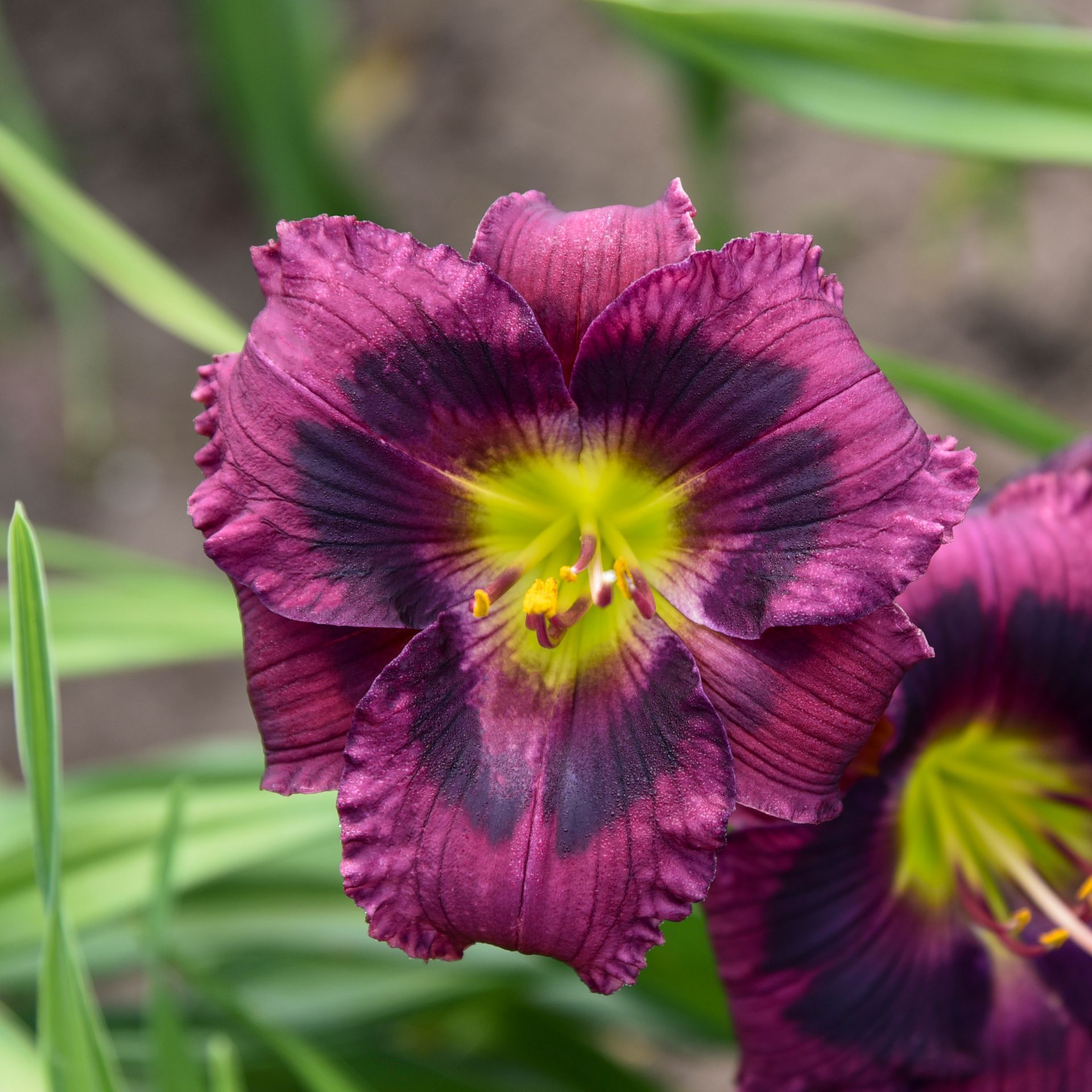 Hemerocallis Kansas Kitten Daylily perennial for sale in Lebanon