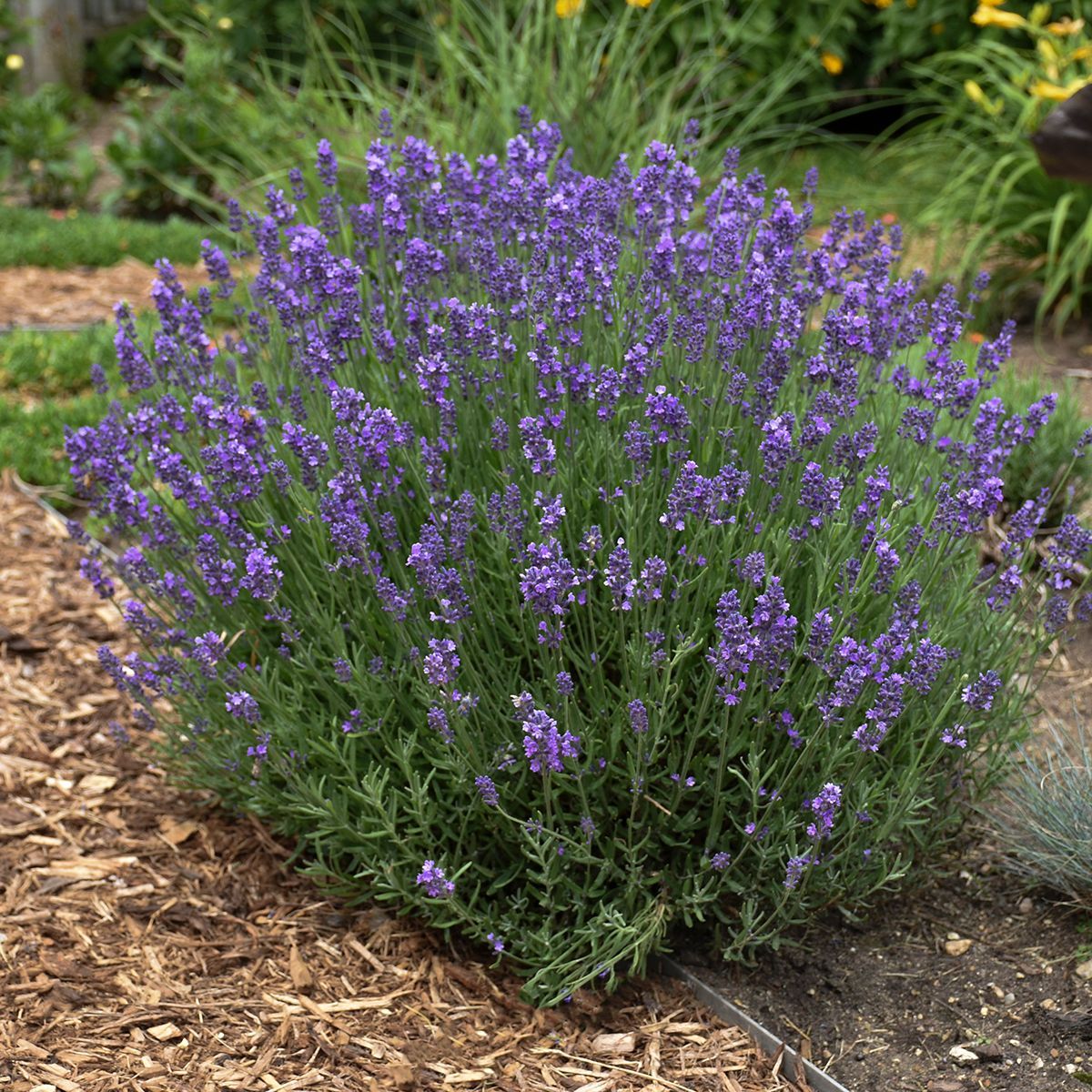 Lavandula Hidcote Lavender perennial for sale in Lebanon