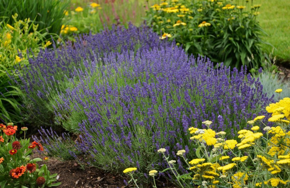 Lavandula Hidcote Lavender perennial for sale in Lebanon
