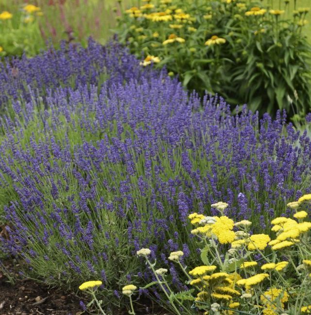 English Lavender Hidcote Perennial