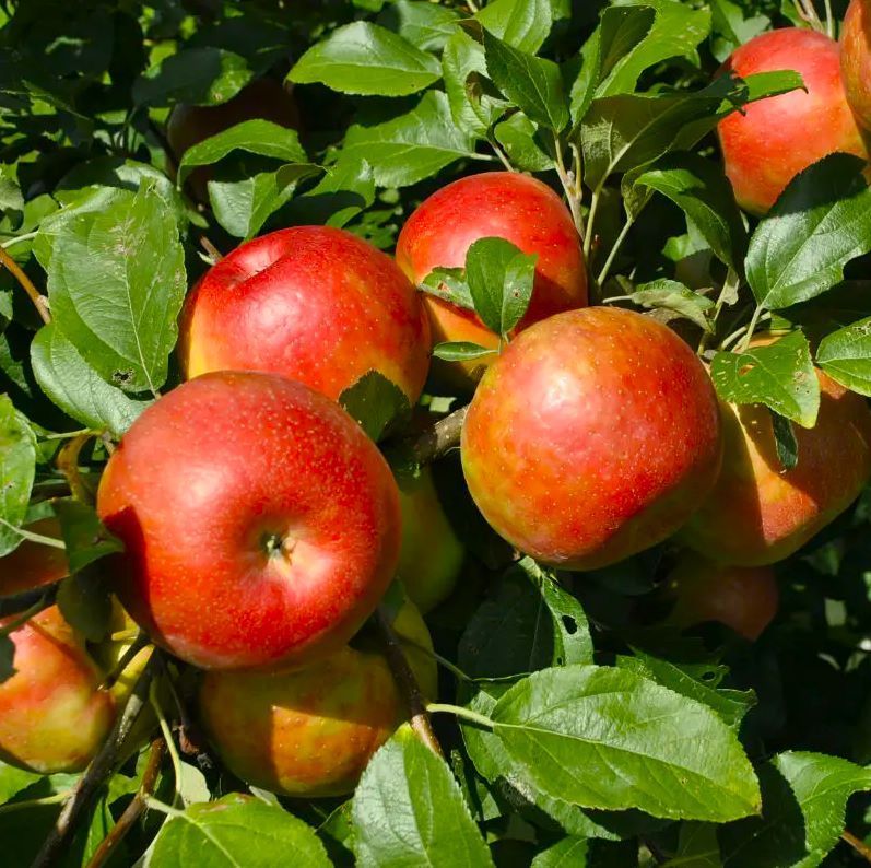 Honeycrisp Apple Tree Fruit Tree for sale in Lebanon