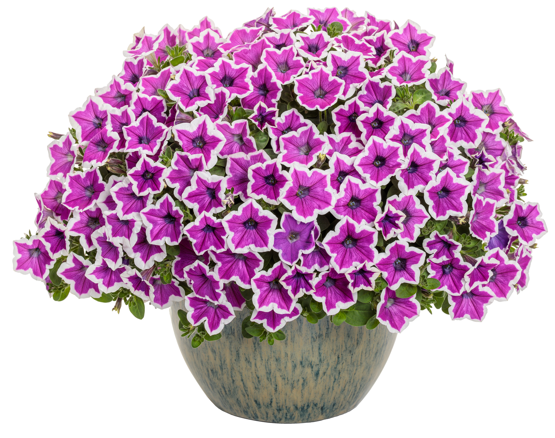 Proven Winner Petunia Supertunia Lovie Dovie flower for sale in Lebanon PA