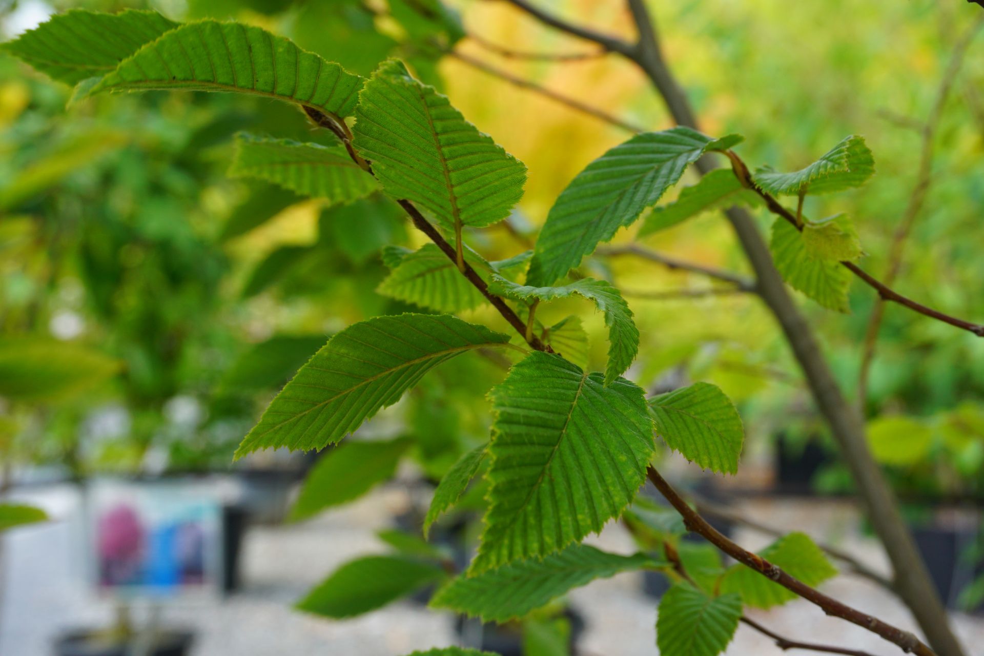 Carpinus betulus Fastigiata Pyramidal European Hornbean Tree for sale in Lebanon