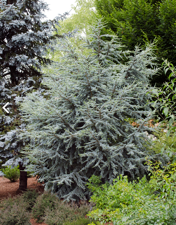 Cedrus atlantica Hortsmann Blue Atlas Cedar shrub dwarf evergreen bush for sale in Lebanon