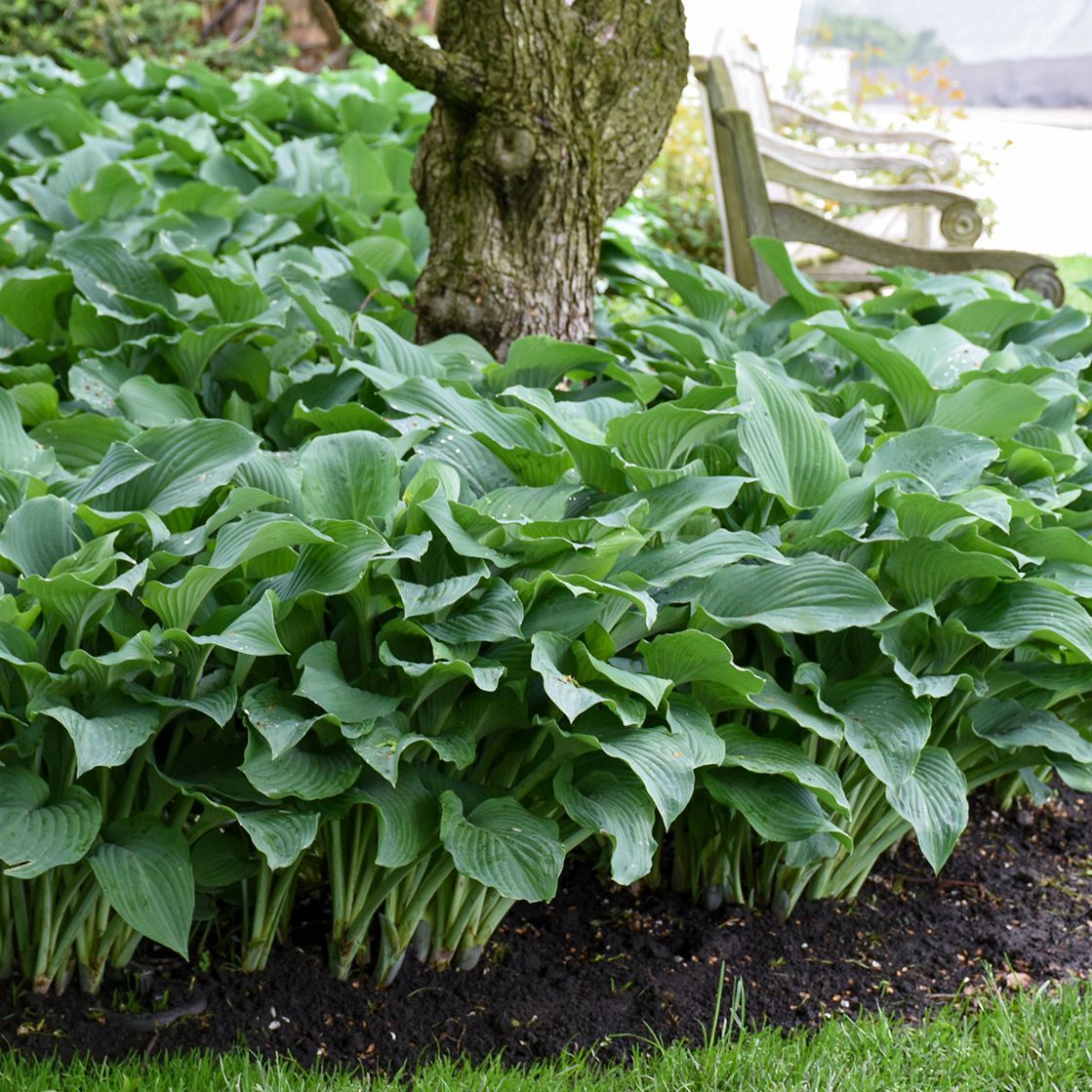 Blue Angel Hosta giant perennial for sale in Lebanon