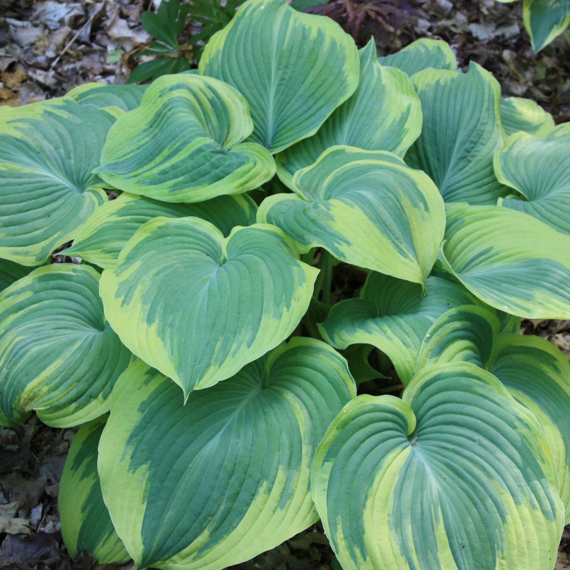 Earth Angel Hosta giant perennial for sale in Lebanon