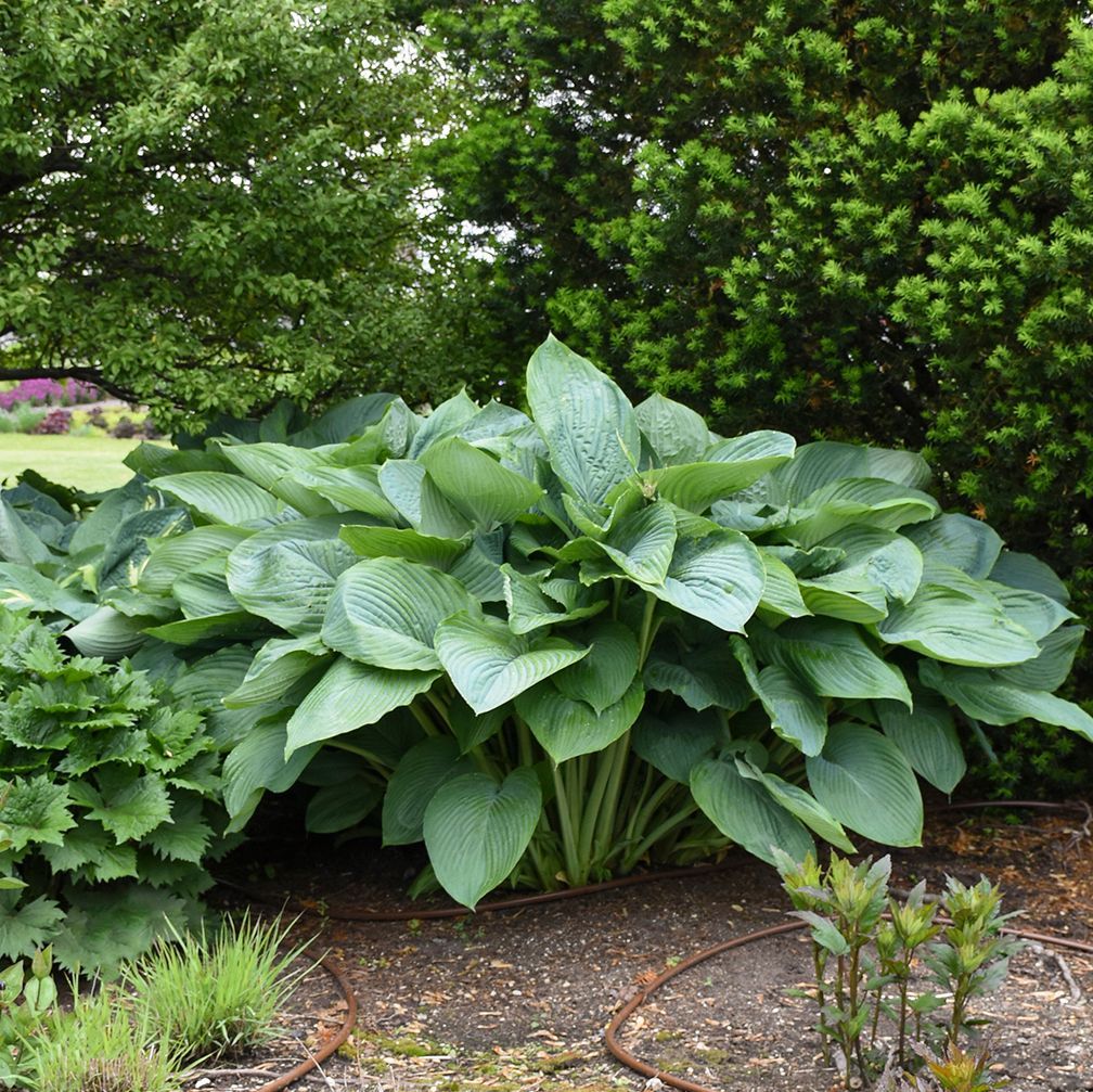 Emress Wu Hosta giant perennial for sale in Lebanon