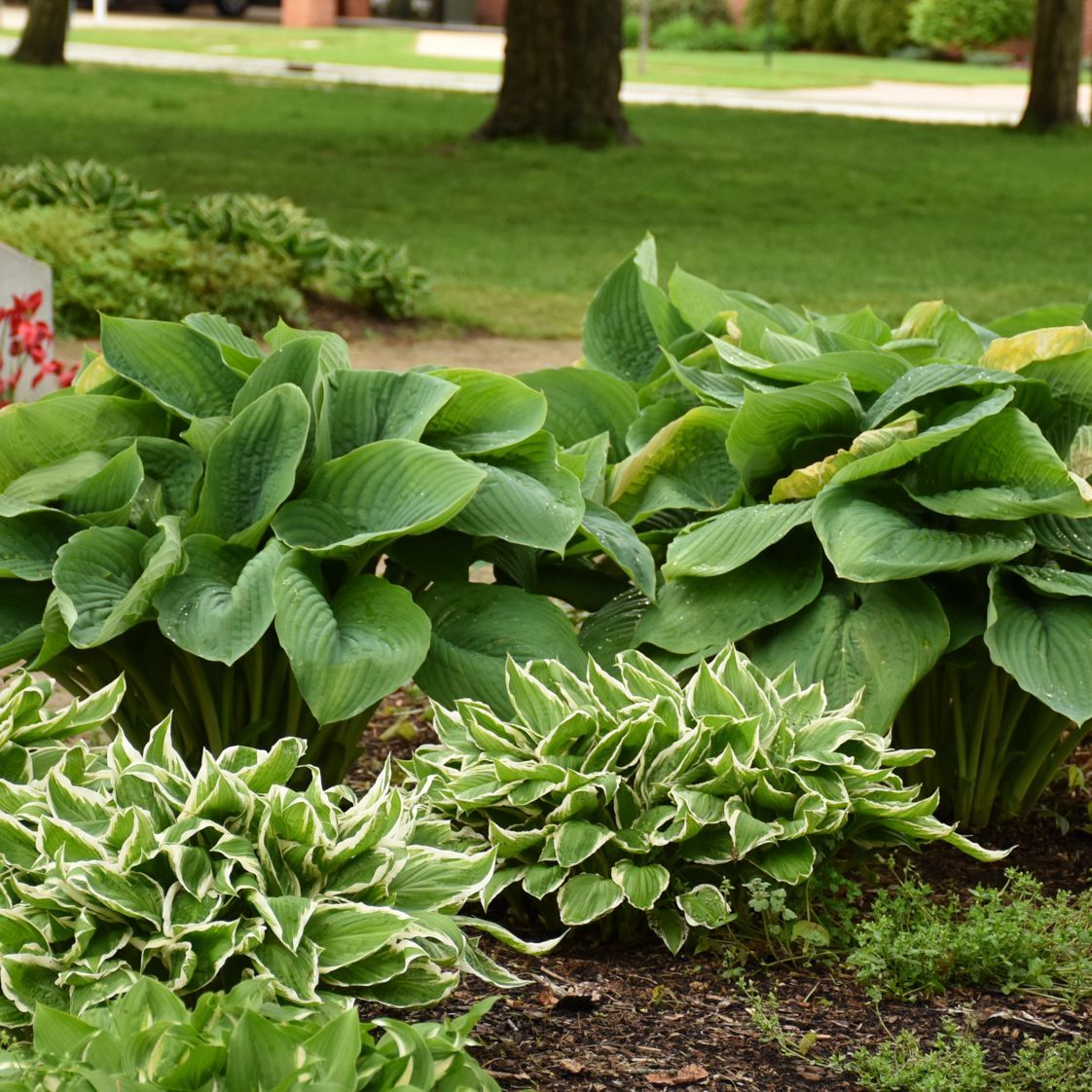 Emress Wu Hosta giant perennial for sale in Lebanon