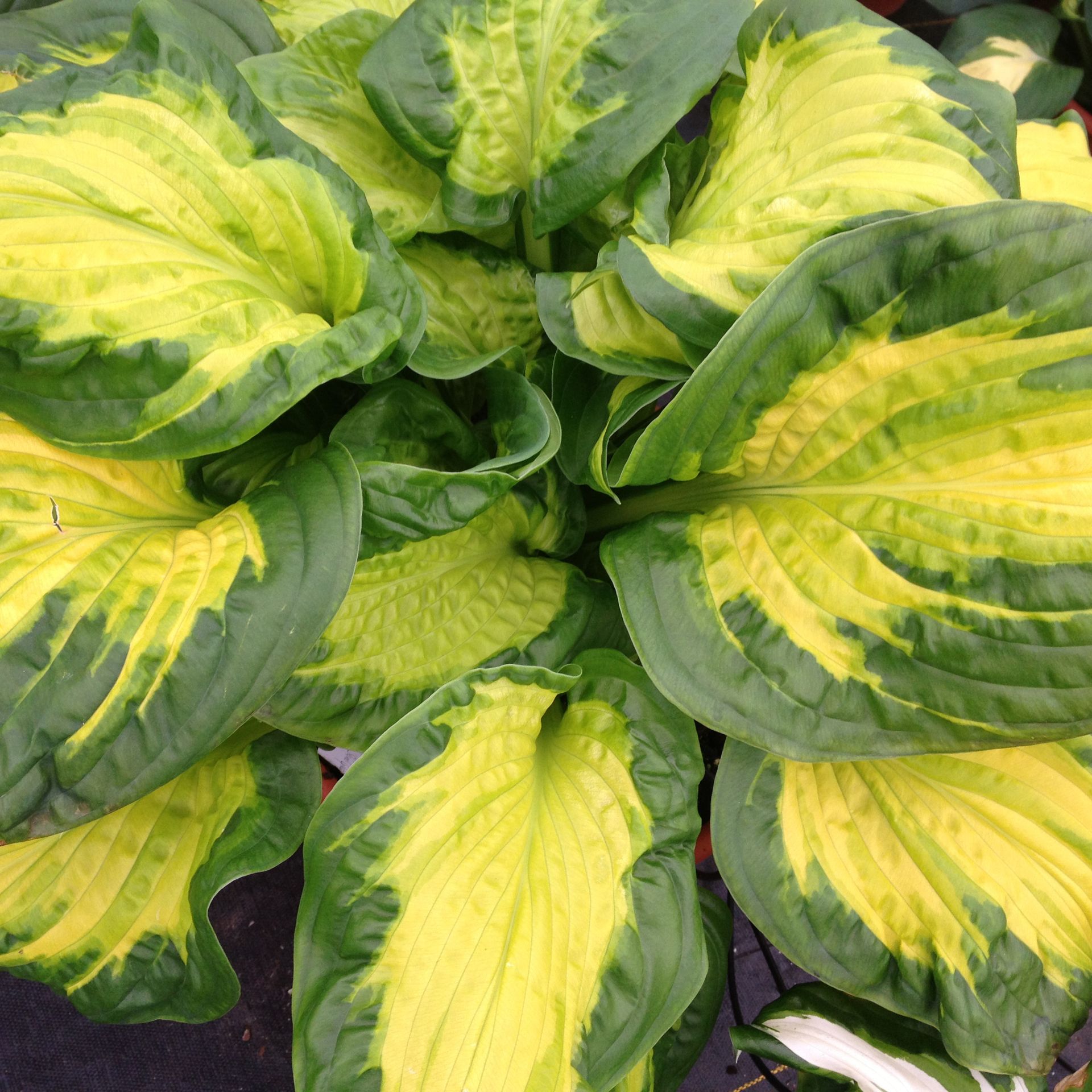 Etched Glass Hosta medium perennial for sale in Lebanon