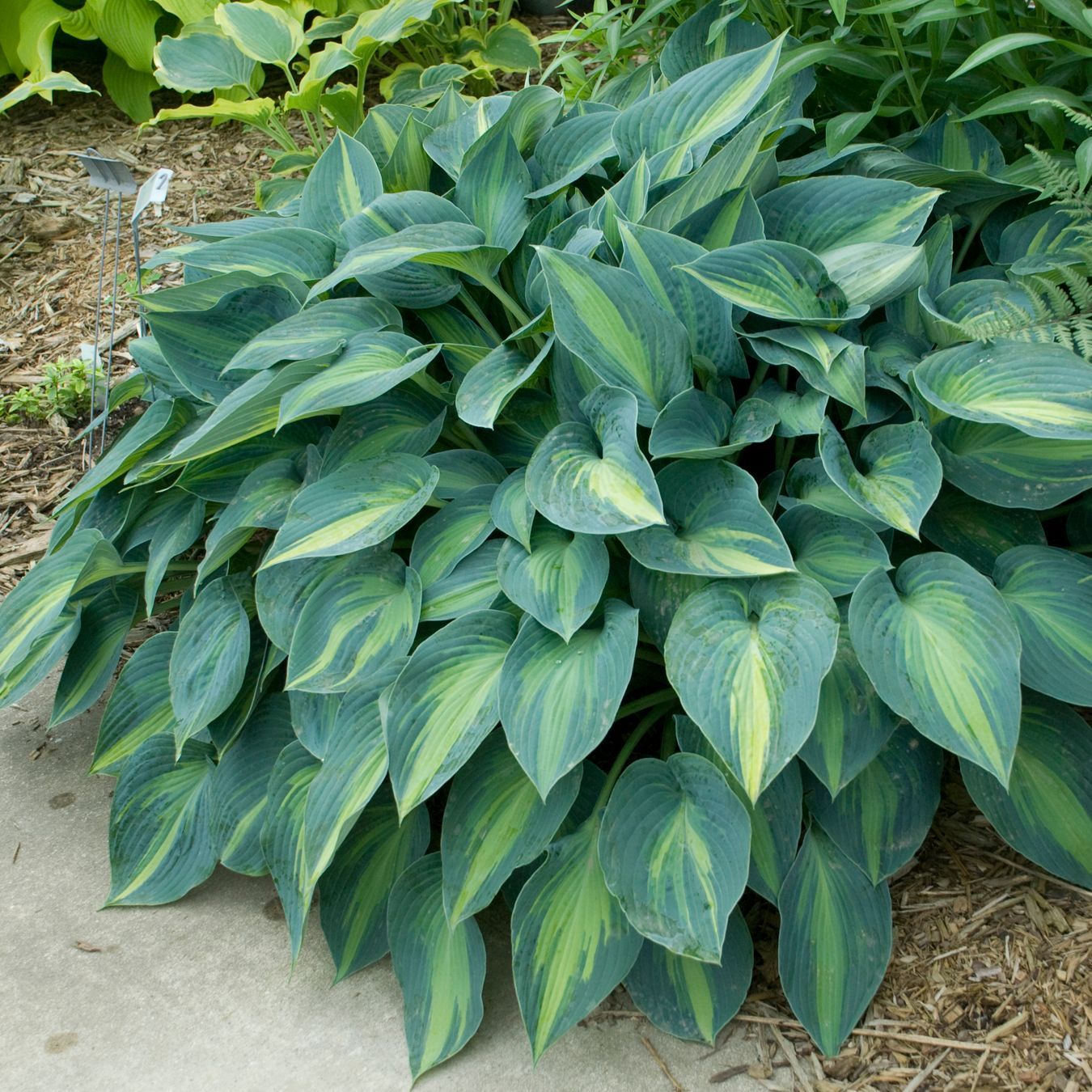 June Hosta medium perennial for sale in Lebanon