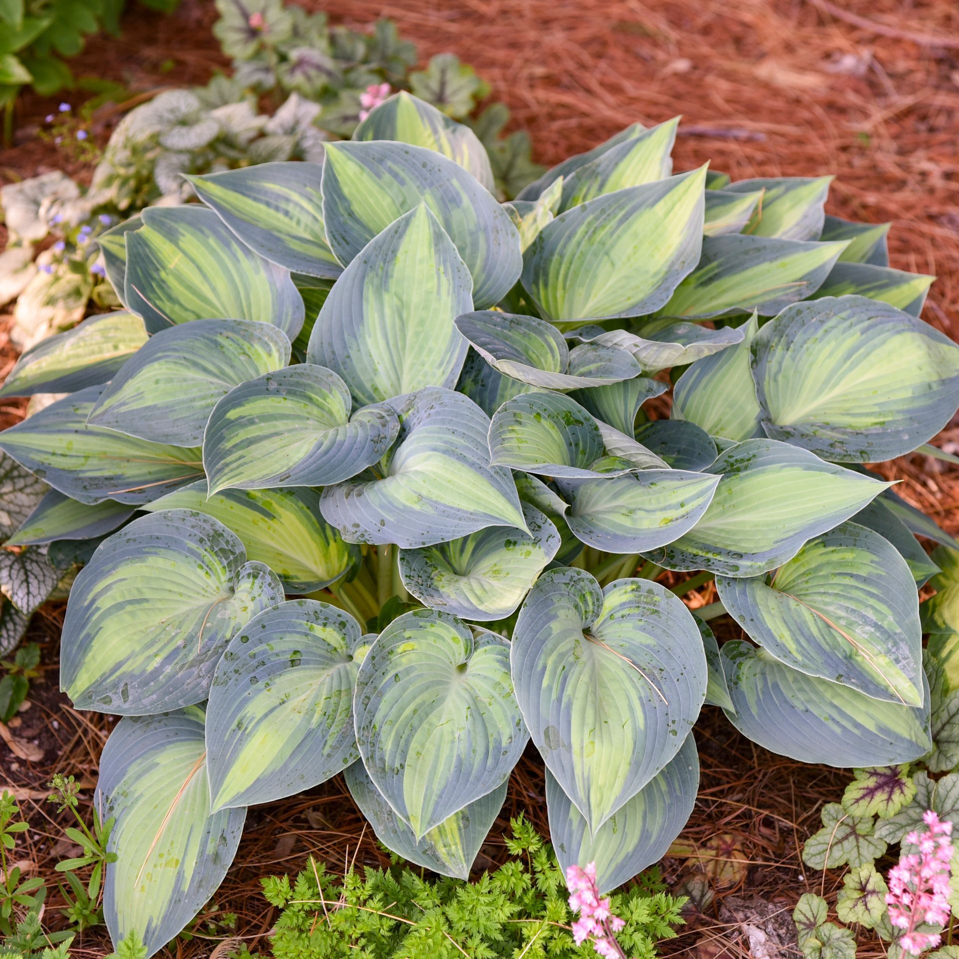 June Hosta medium perennial for sale in Lebanon