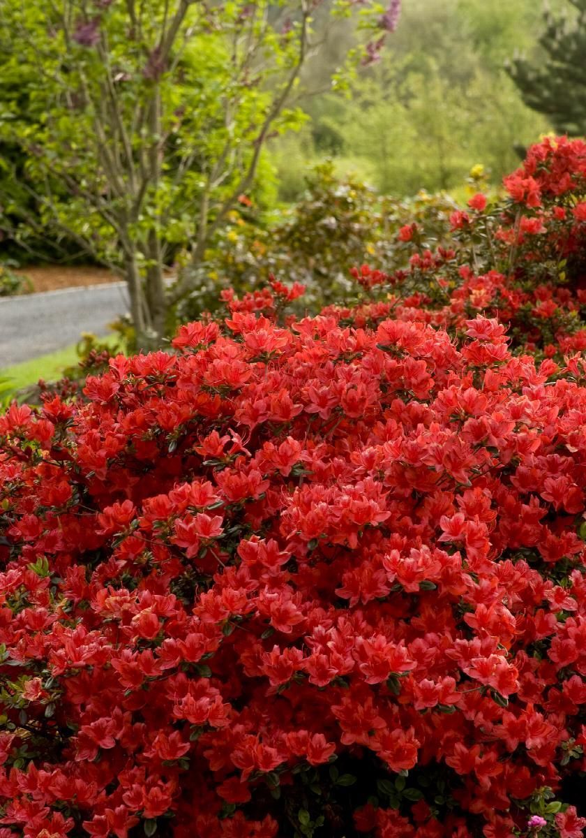 Girard Hot Shot Azalea bush flowering shrub for sale in Lebanon