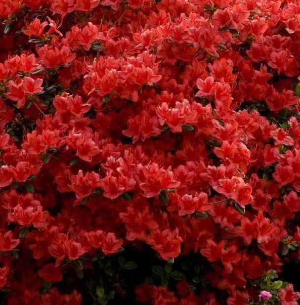 azaleas girard hot shot traditional shrub bush