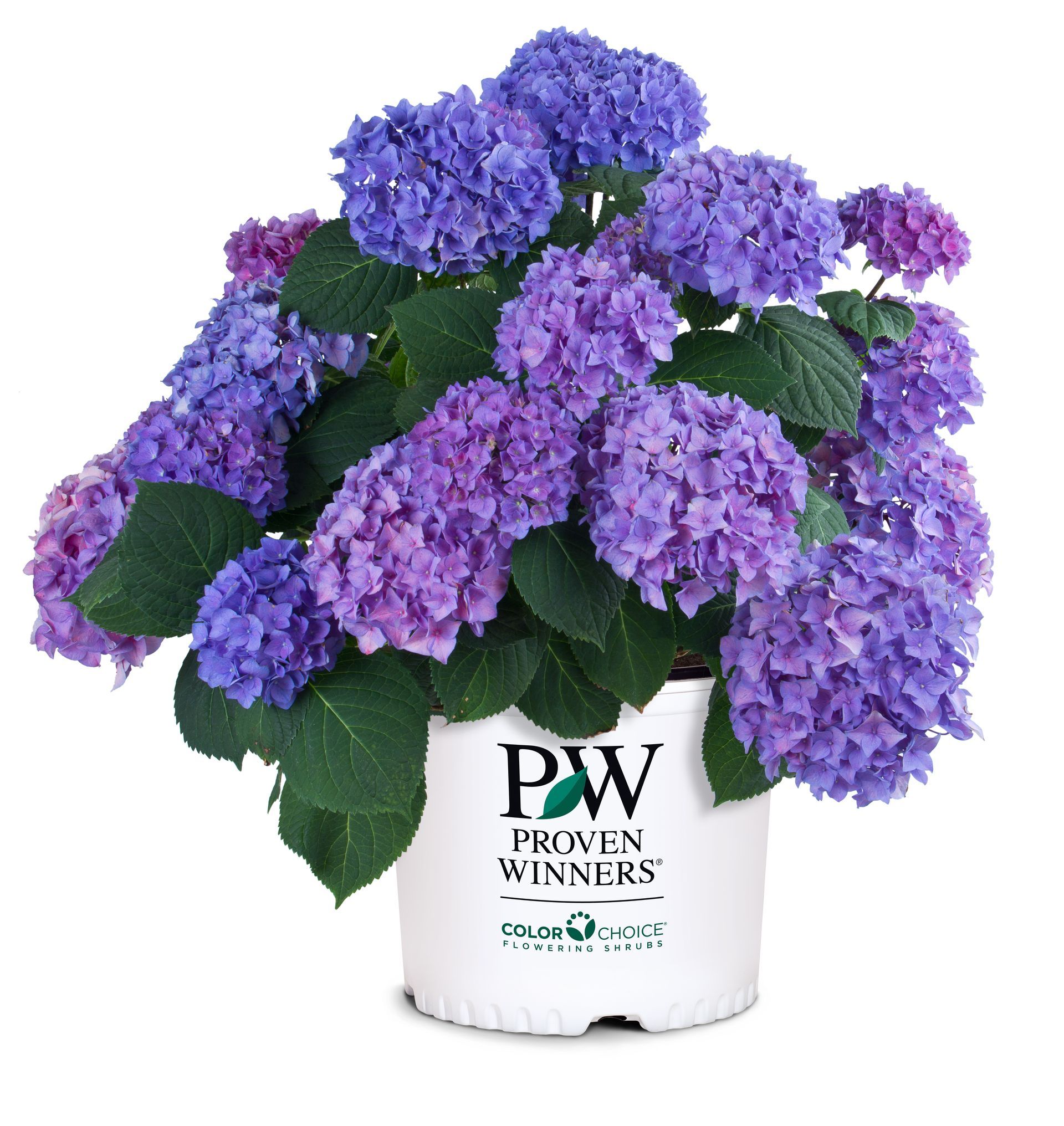 pw blue jangles lets dance Hydrangea Shrub dwarf flowering bush for sale in Lebanon