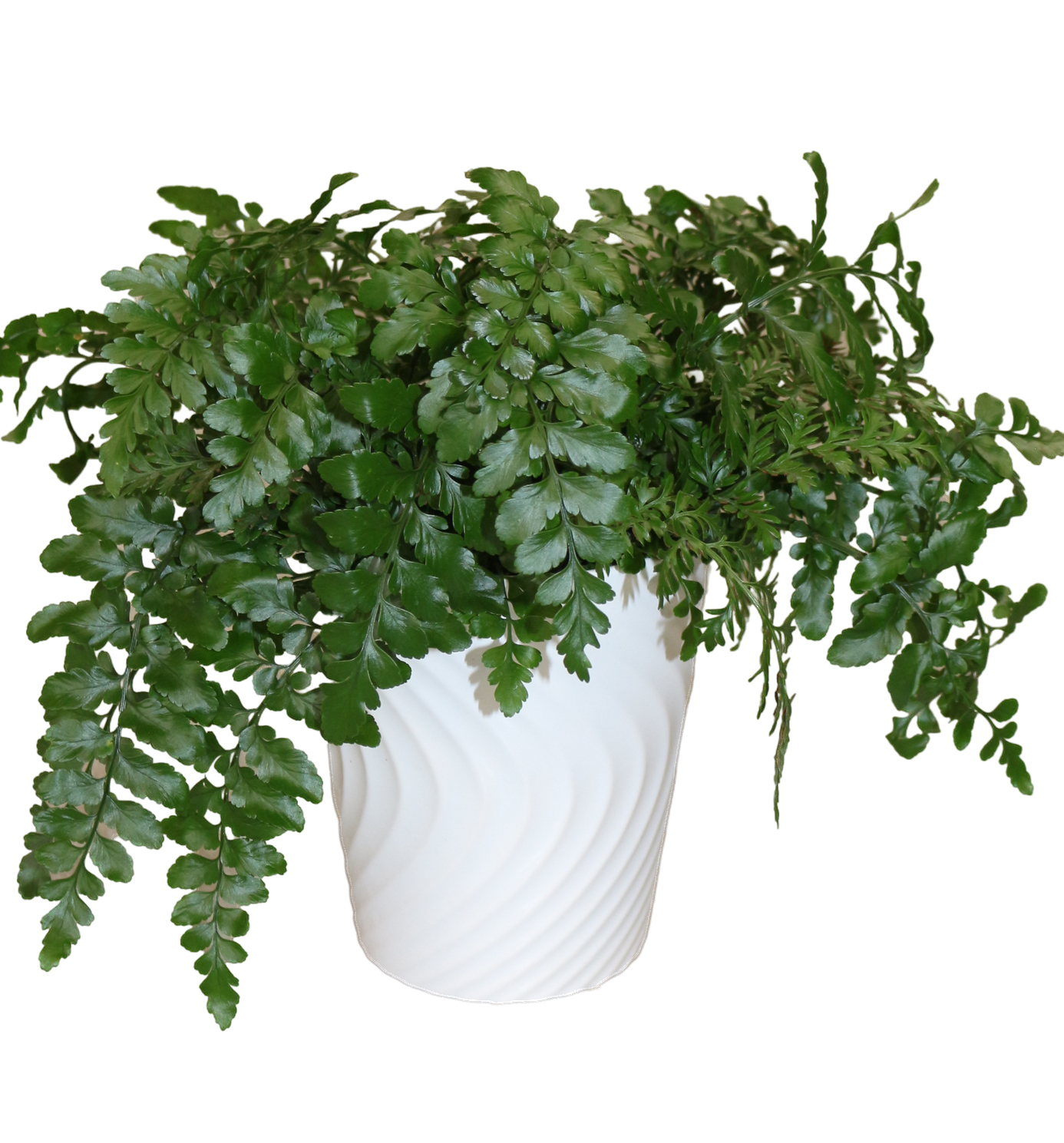 Living Lace Parvati mother fern indoor houseplant pw leafjoy for sale in Lebanon