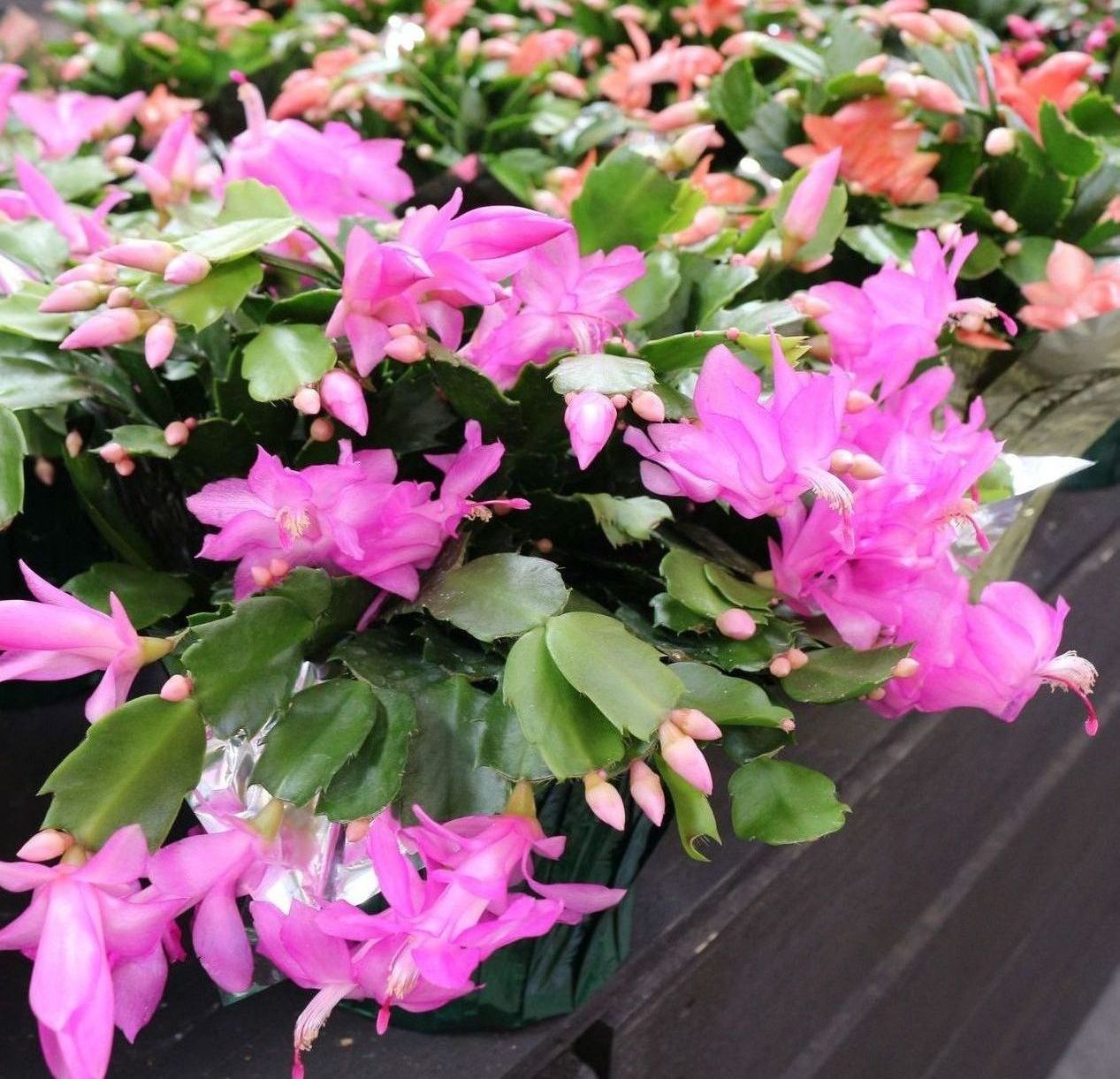 christmas cactus