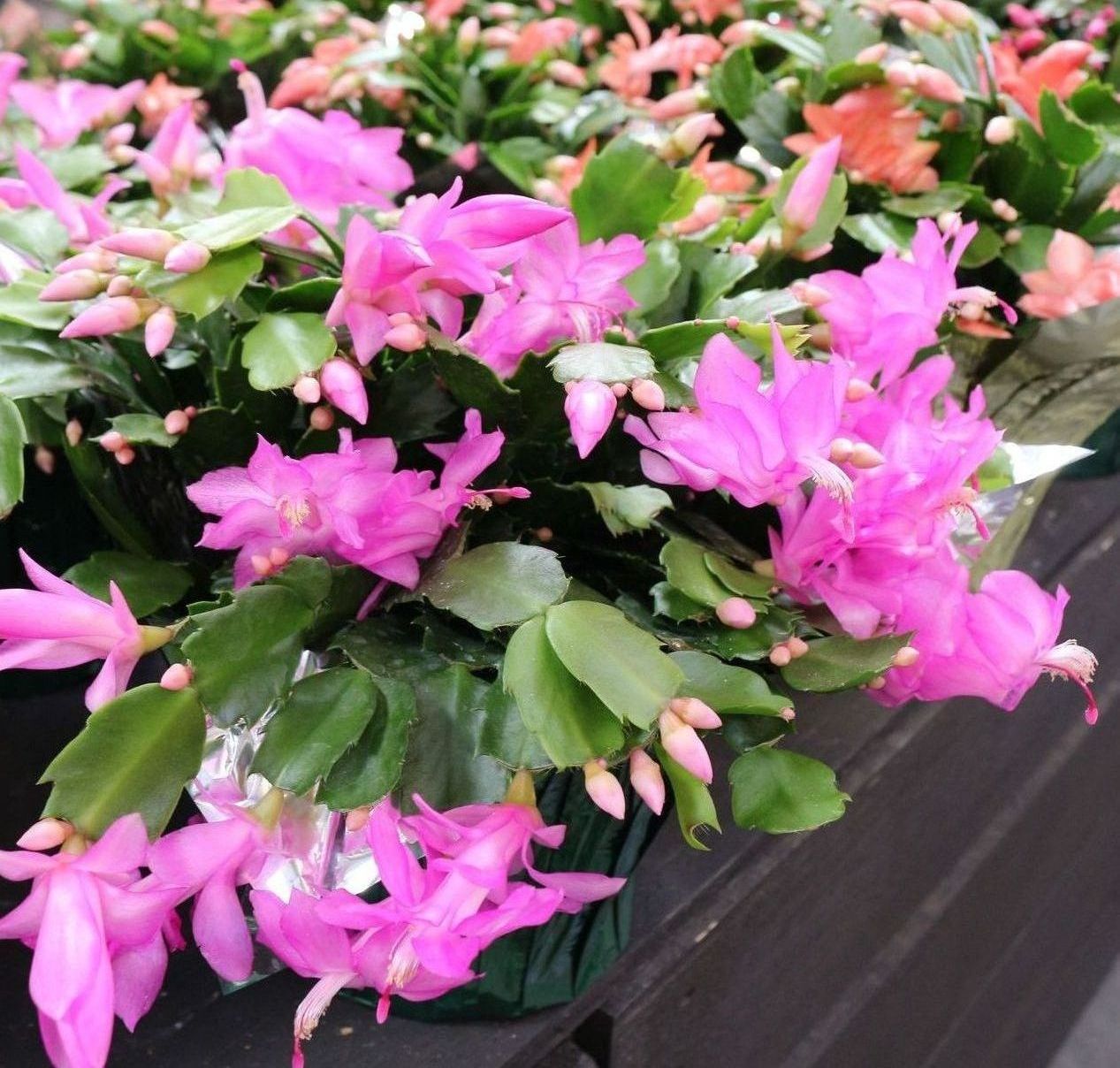 christmas cactus