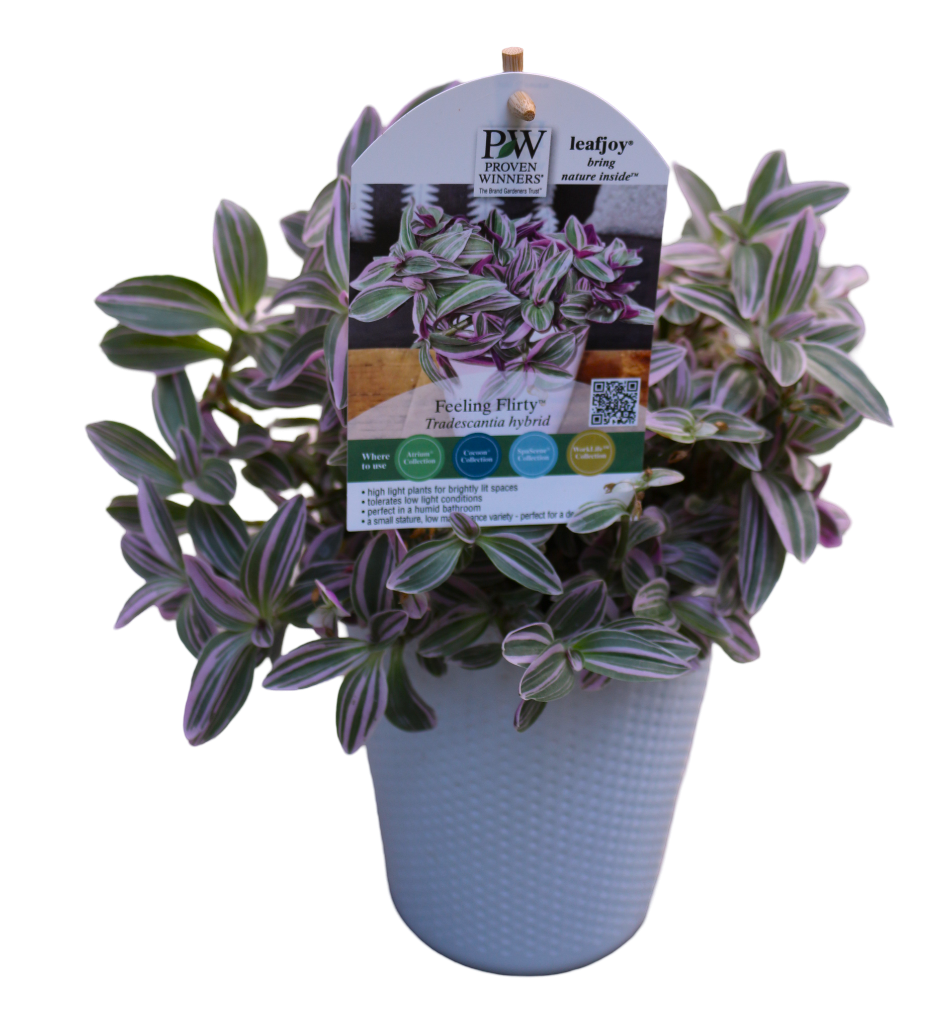 Tradescantia feeling flirty indoor houseplant pw leafjoy for sale in Lebanon