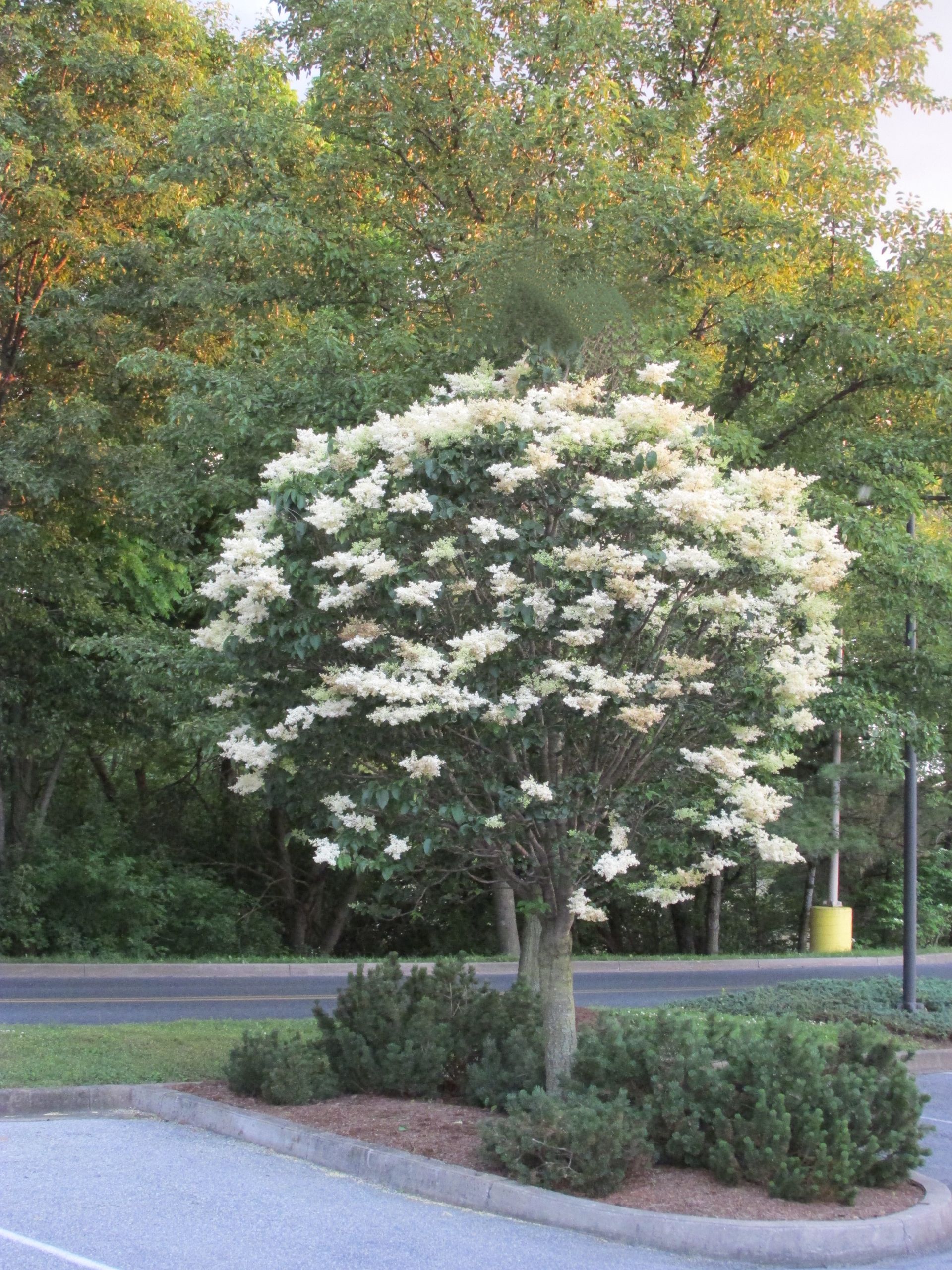 Syringa reticulata Ivory Silk Lilac Tree for sale in Lebanon