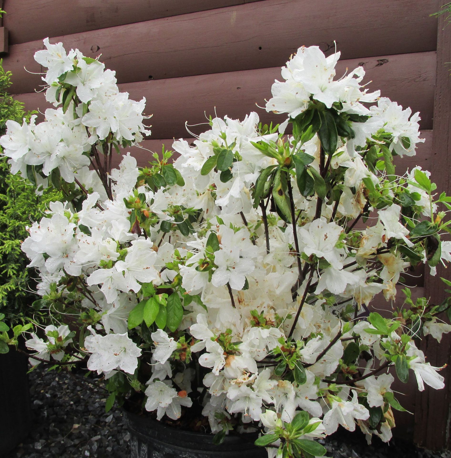 Azalea Delaware Valley White shrub flowering bush for sale in Lebanon PA