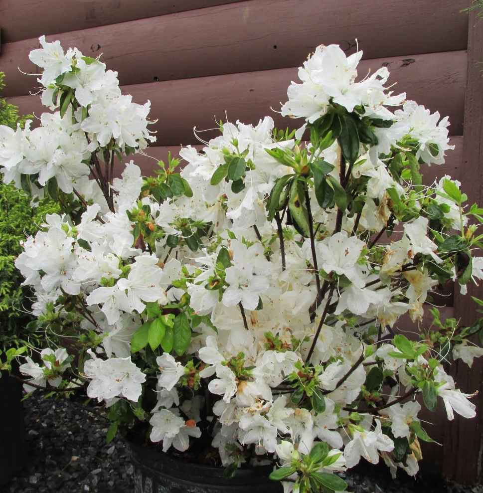azaleas tradional delaware white shrub bush for sale in Lebanon