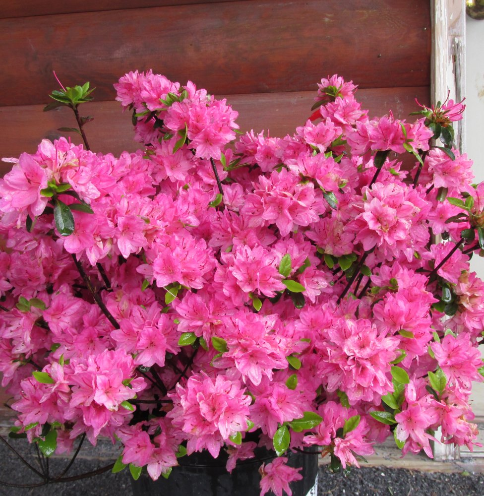 azaleas traditional pink shrub bush
