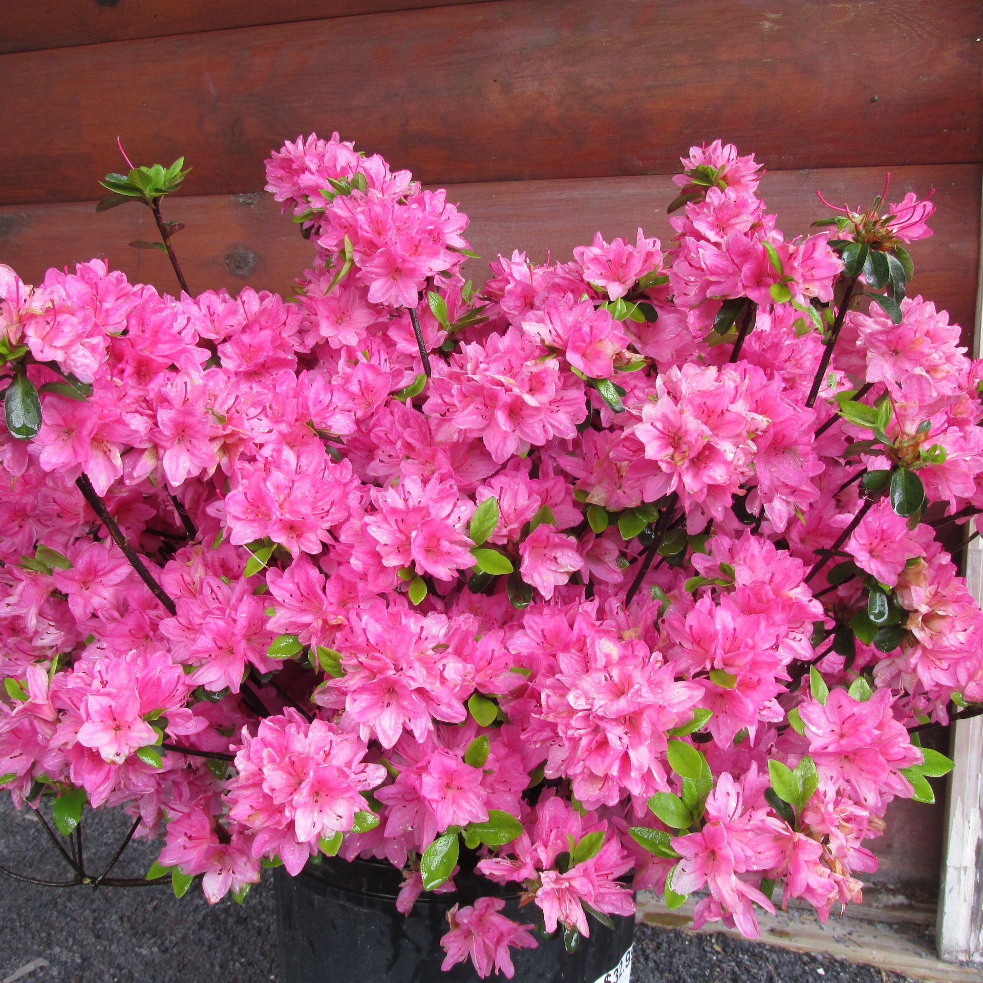 Traditional Pink Azalea bush flowering shrub for sale in Lebanon