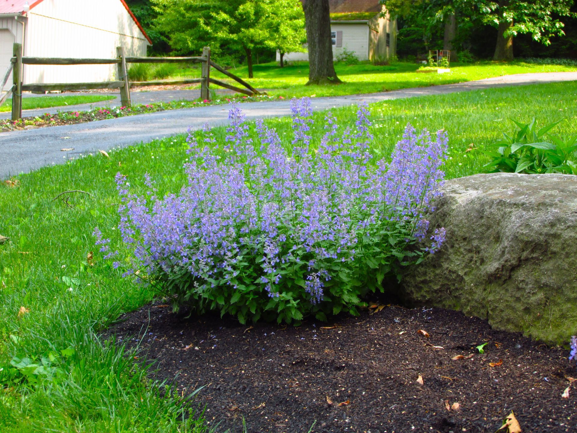 Nepeta Junior Walker Catmint perennial for sale in Lebanon