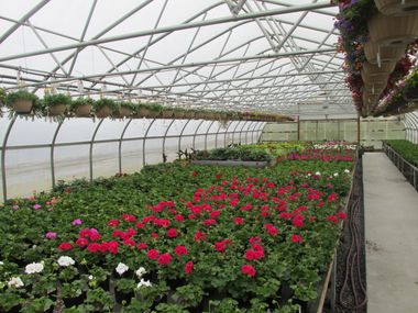 Geraniums for sale