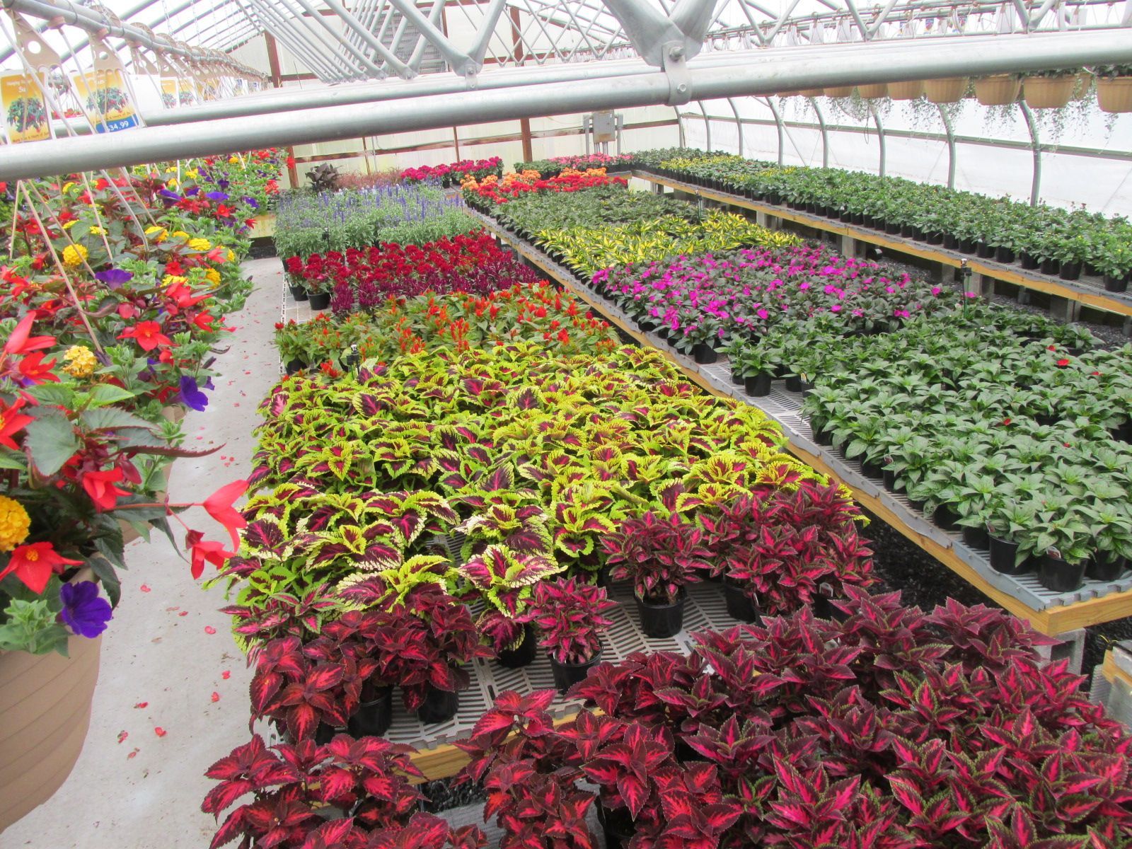 Flowers for sale in greenhouse