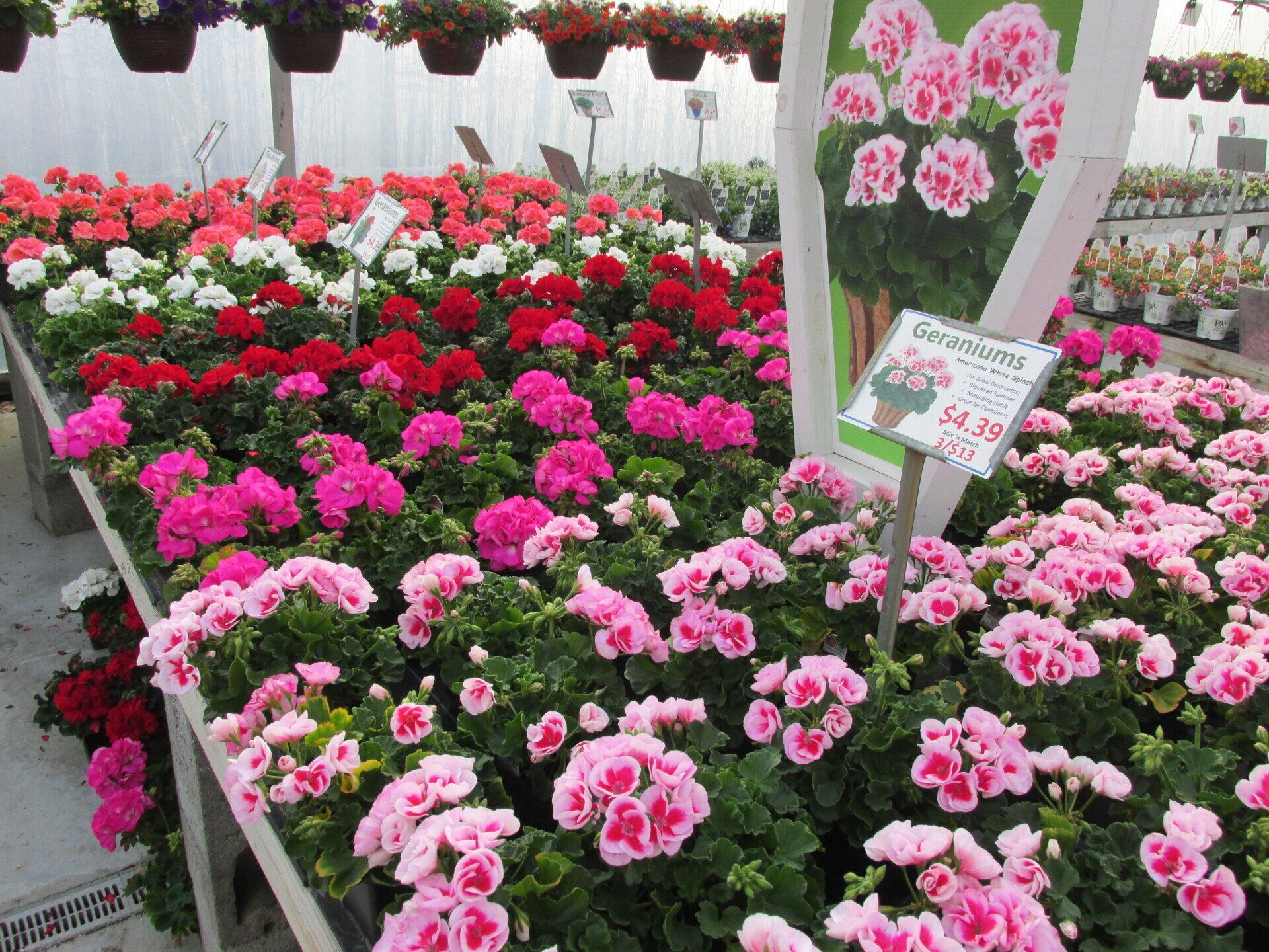 Nolt’s Garden Center – Greenhouse, Nursery, & Landscape Supply ...