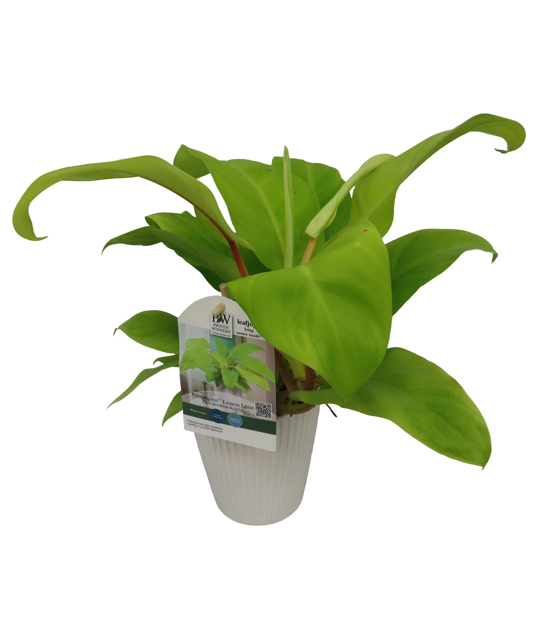 Philodendron Lemon Lime indoor flowering houseplant for sale in Lebanon