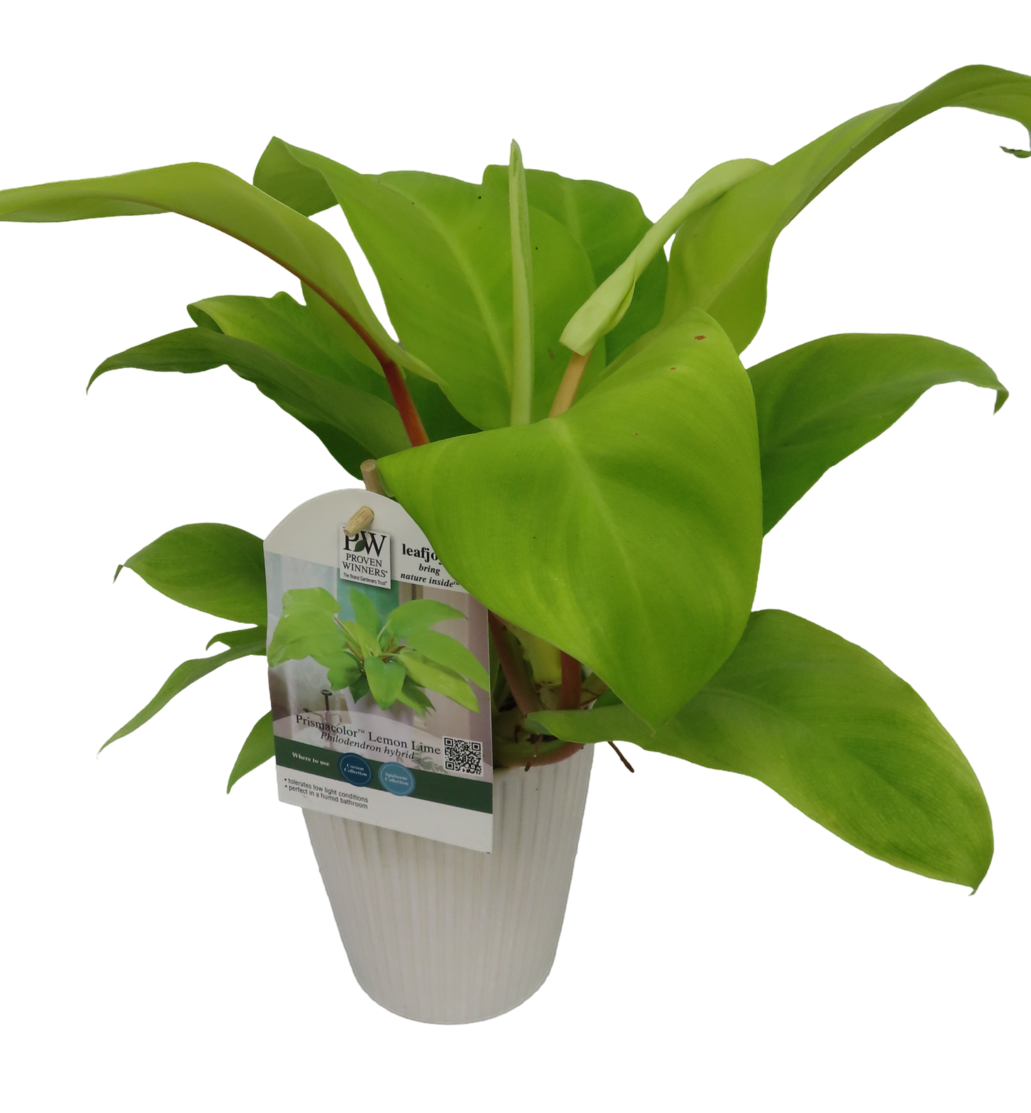 Philodendron Lemon Lime indoor houseplant pw leafjoy for sale in Lebanon