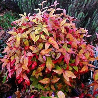 fire power nandina bush evergreen shrub