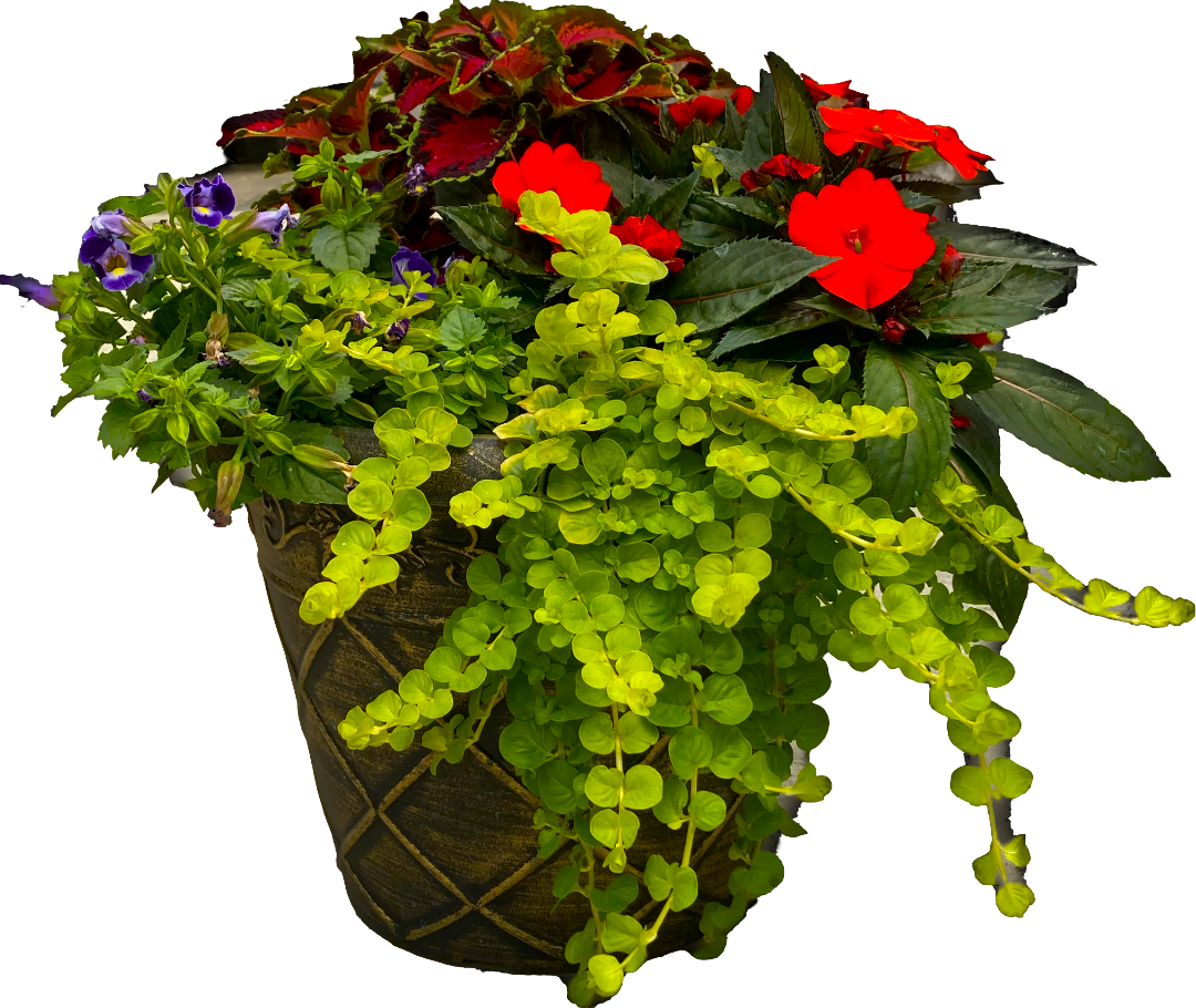 flower Hanging Baskets for sale
