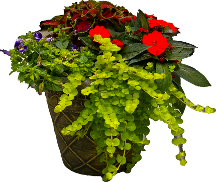 Mixed flower planter for sale in Lebanon PA