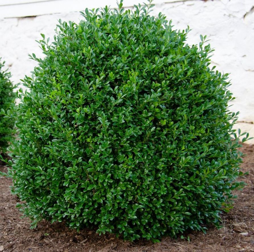 Buxus sempervirens boxwood evergreen bush shrub new gen independence