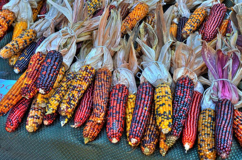 fall indian corn