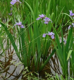 Big selection of Aquatic plants for sale. Blue Iris for sale in Lebanon PA