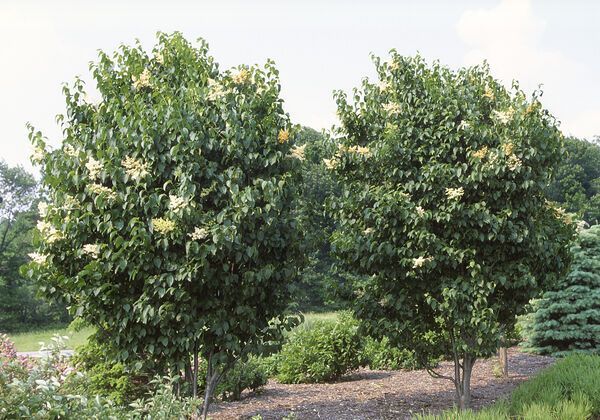 Syringa reticulata Ivory Silk Lilac Tree for sale in Lebanon