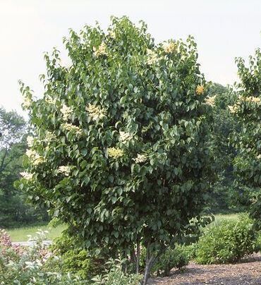 Syringa reticulata Ivory Silk Japanese Lilac Tree For sale