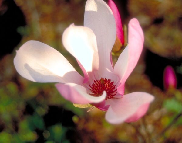 Magnolia x Jane Magnolia Tree for sale in Lebanon