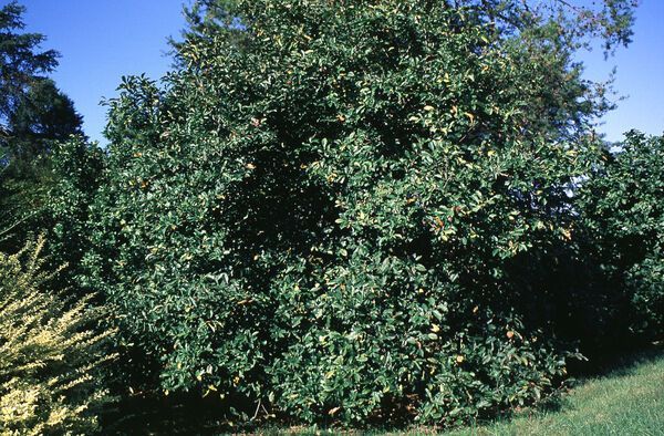 Magnolia x Jane Magnolia Tree for sale in Lebanon