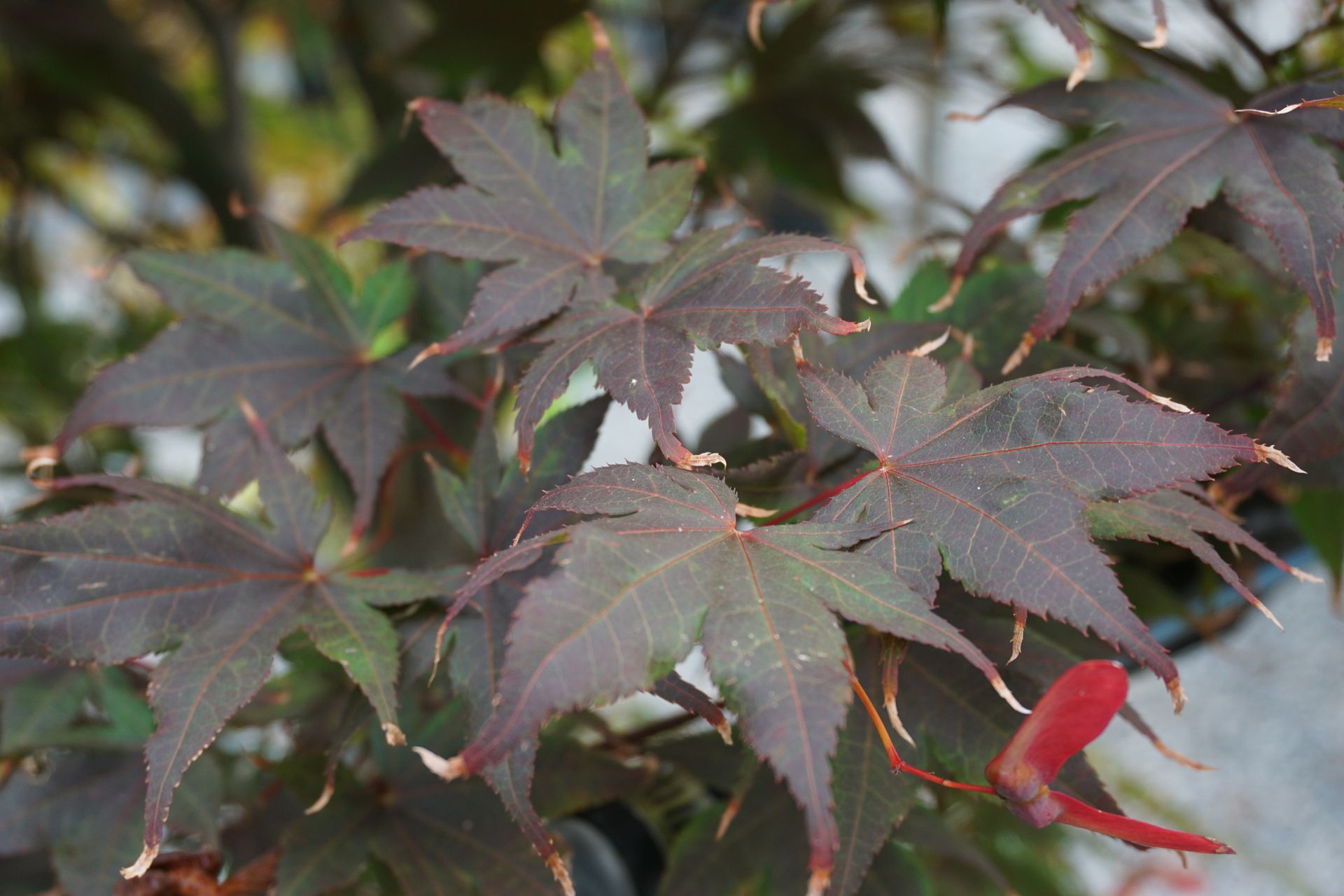 Acer palmatum Bloodgood Japanese Maple Tree for sale in Lebanon
