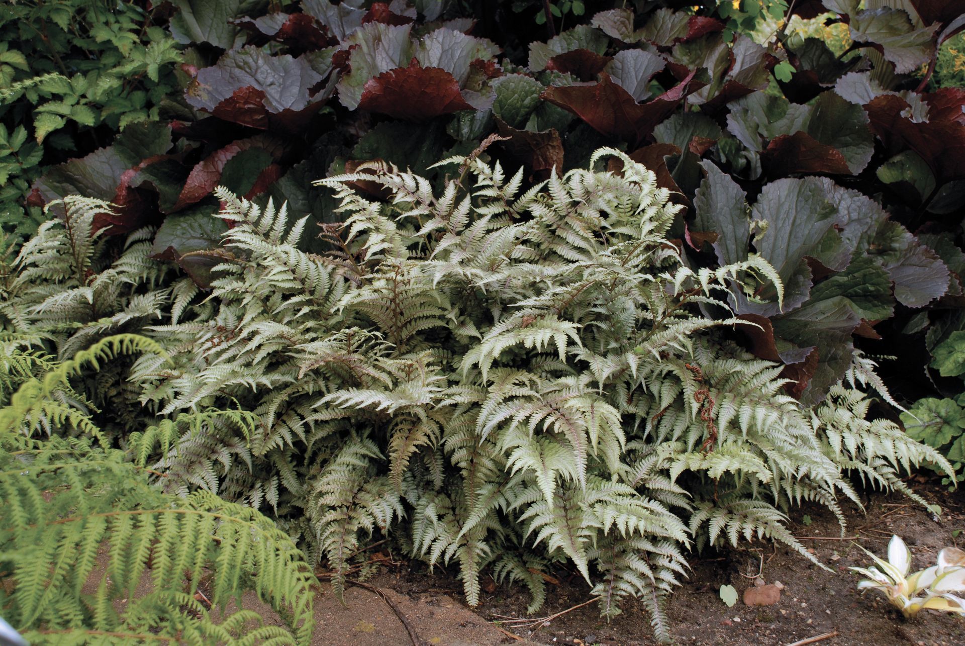 Athyrium Niponicum Japanese Painted Fern perennial for sale in Lebanon