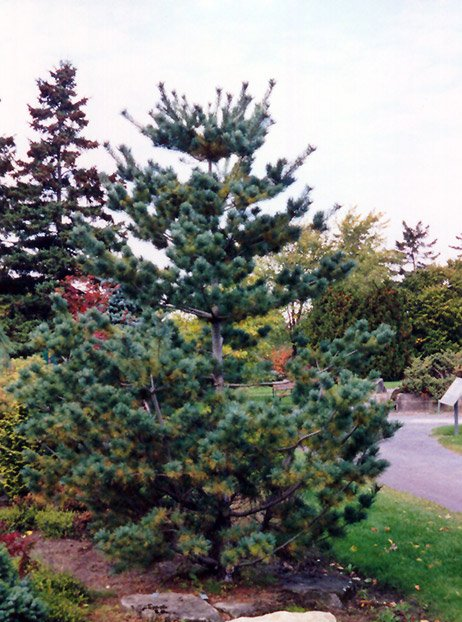 Pinus Parviflora Glauca Japanese White Pine for sale in Lebanon